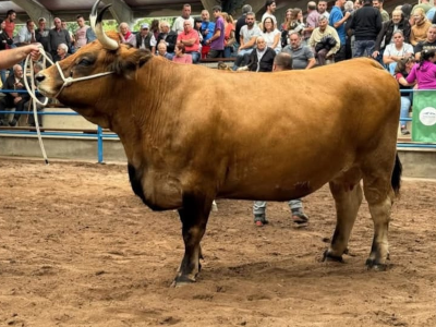 Ganado Asturiano de los Valles - Imagen 3