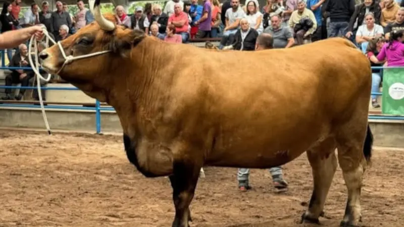 Ganado bovino de color canela en una feria